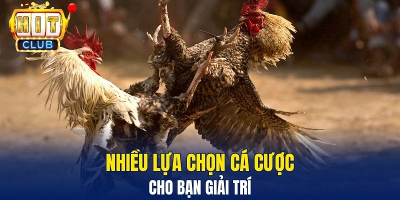 Nhiều lựa chọn cá cược cho bạn giải trí